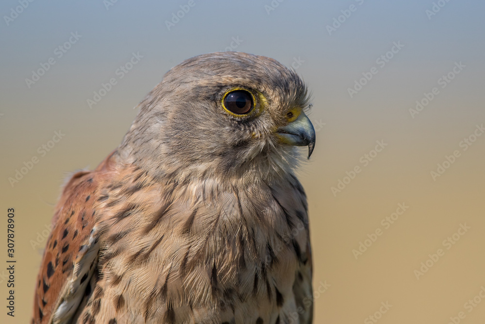 Kestrel Portrait Kestrel Portrait