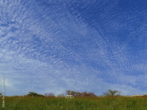 a blue sky filled with rows of cirrocumulus  photo