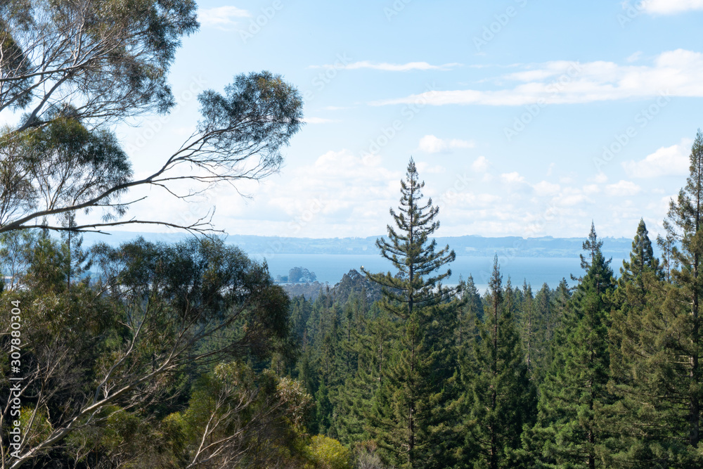 Φωτογραφία View of Lake from Forest near Rotorua in New Zealand