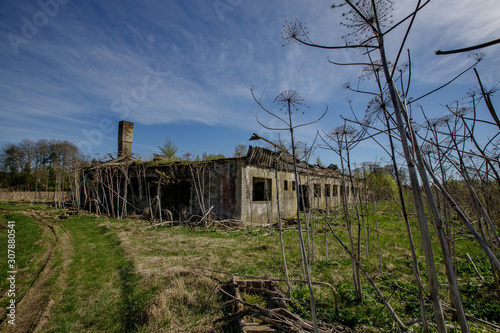 abandoned house  hogweed