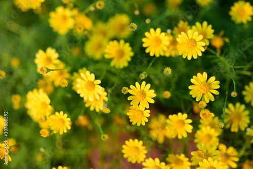 Beautiful flowers in the garden Blooming in the summer.Landscaped Formal Garden