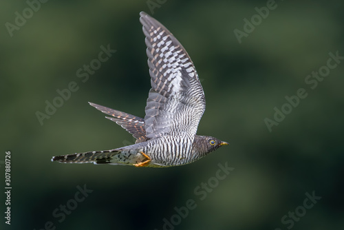 Cuckoo Flying