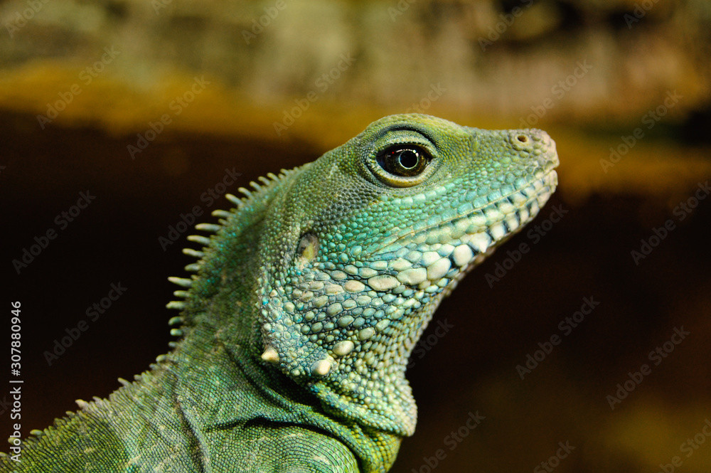 Fototapeta premium Grüne Wasseragame reckt den Kopf nach oben
