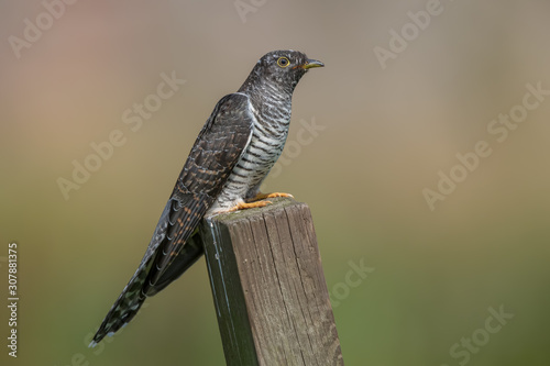 Cuckoo Perched on Wooden Post