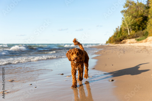 Fototapeta Naklejka Na Ścianę i Meble -  An Australian labradoodle walks along the shore of Lake Michigan
