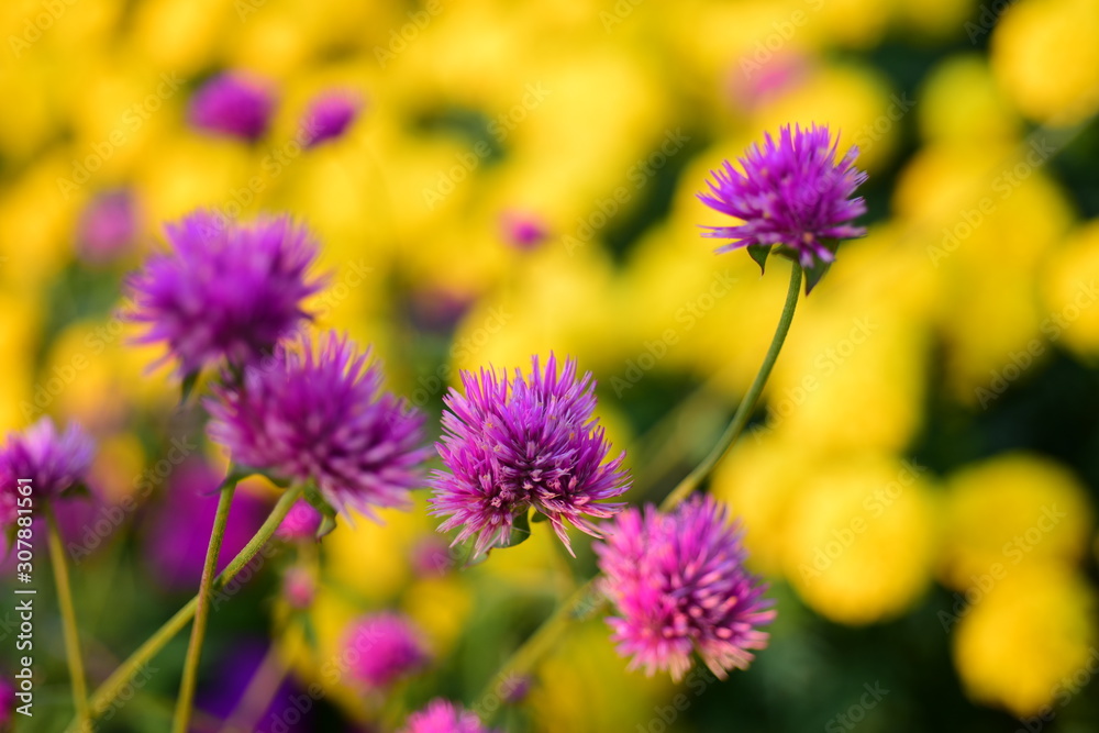 Colorful flower bed in a park Colorful flower bed in a park