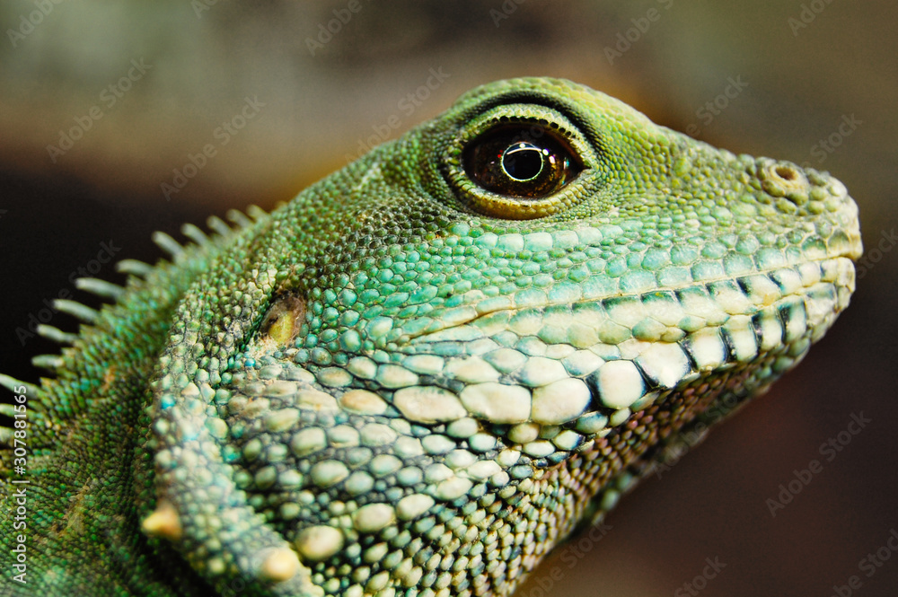 Grüne Wasseragame im Portrait, Close up, Makro Grüne Wasseragame im Portrait, Close up, Makro