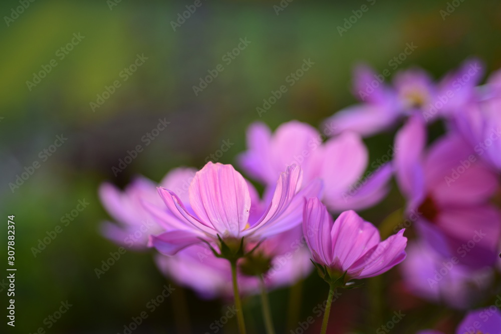 Beautiful flowers in the garden Blooming in the summer.Landscaped Formal Garden Beautiful flowers in the garden Blooming in the summer.Landscaped Formal Garden