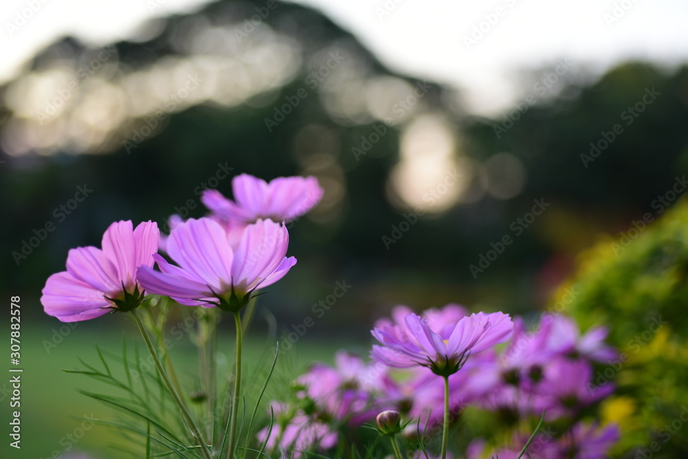 Fototapeta premium sunlight and cosmos flower on field with vintage toned.