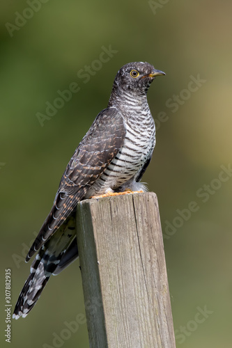 Cuckoo Perched on Wooden Post