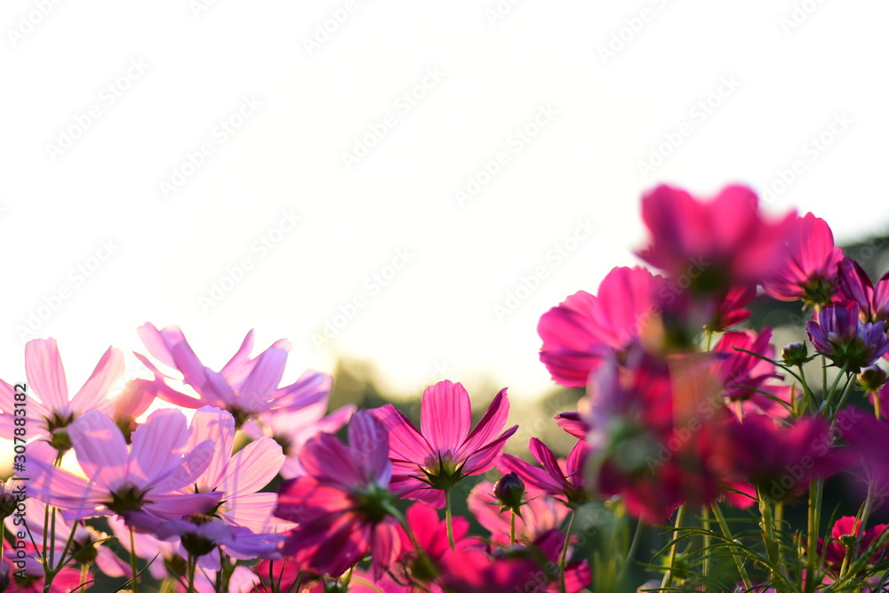 Colorful flower bed in a park Colorful flower bed in a park