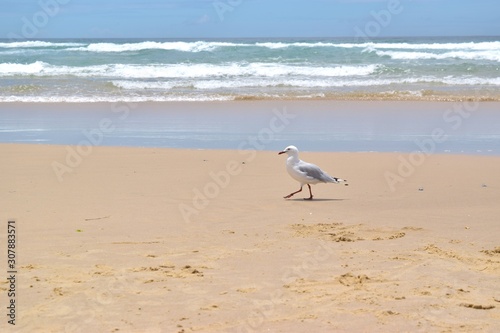 Seagull is walking on Gold Coast sandy beach looking for food.