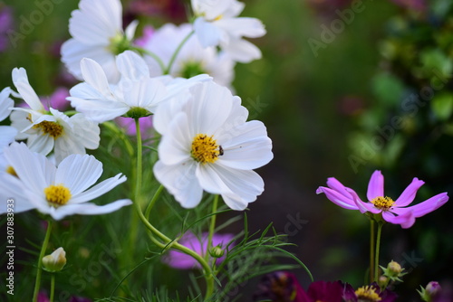 Royal poinciana's red flower blooming on the tree(Delonix regia)