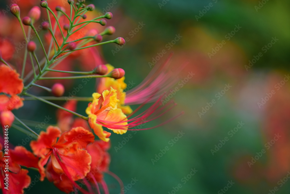 Royal poinciana's red flower blooming on the tree(Delonix regia)