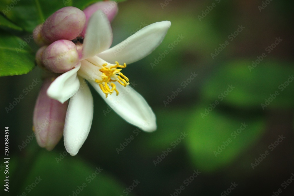 Obraz premium frangipani flower