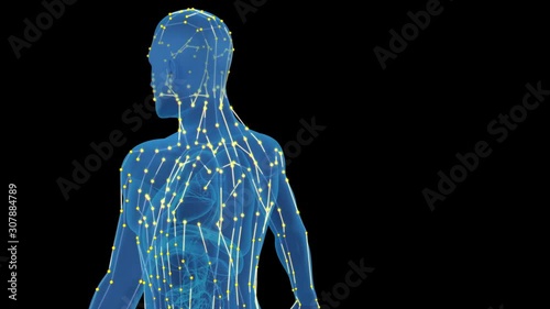 The human body meridian