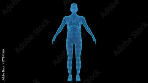 Simple transparent human body xray