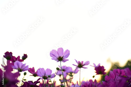  sunlight and cosmos flower on field with vintage toned.