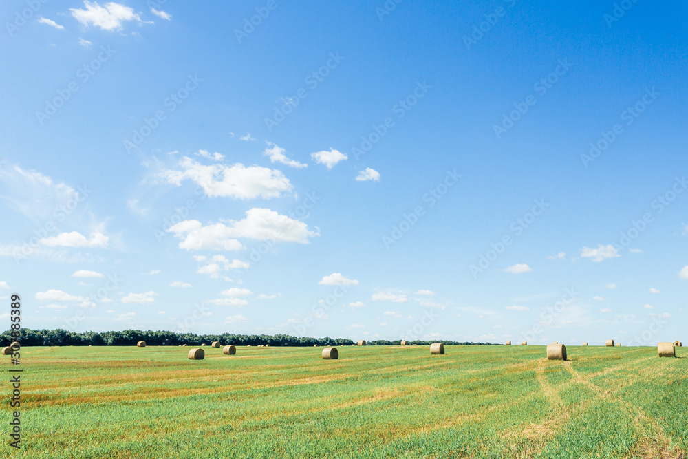 Wheat field after harvest. Bales of straw in an agricultural field after harvest