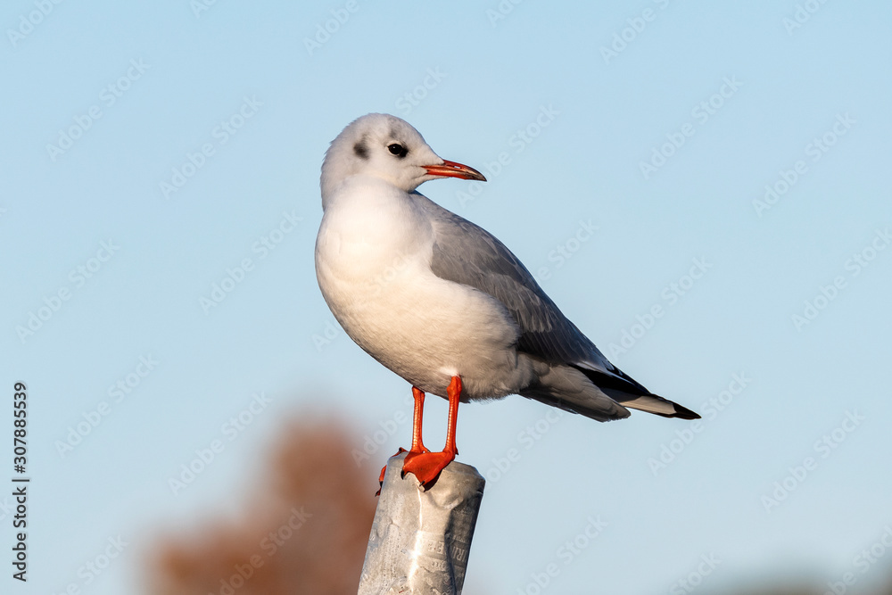Obraz premium 止まる足先が可愛いユリカモメ
