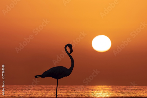 Wild african birds. Silhouette of a lonely flamingo stands in a lagoon against a background of golden sunset and bright sun