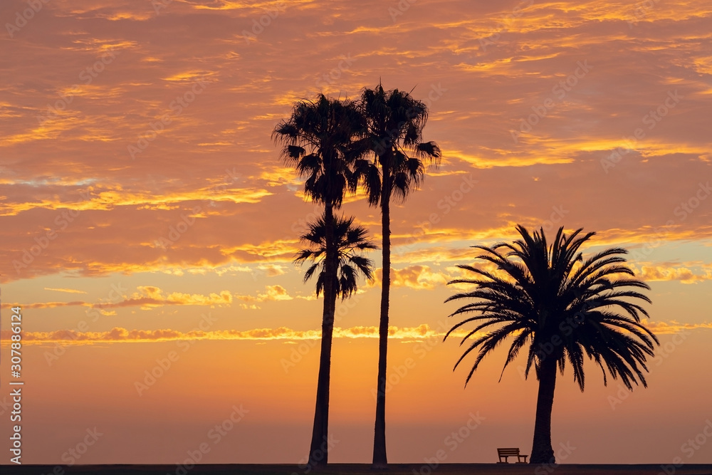 Several palm trees on a background of bright golden sunset