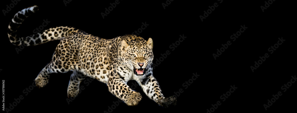 Leopard jumping with a black background