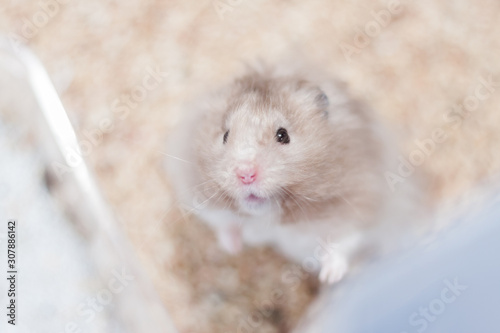 Adorable syrian gold hamster in a cage