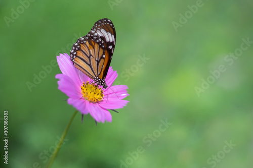 Butterfly  The Common Tiger  perching over purple cosmos flowers as wildlife background