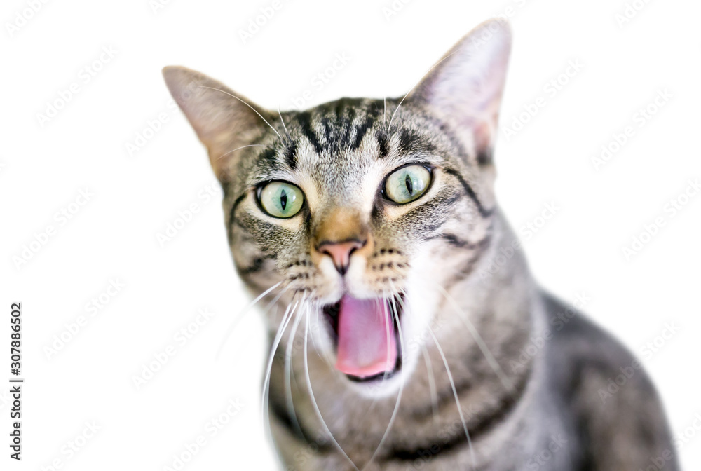A brown tabby domestic shorthair cat yawning with its mouth wide open