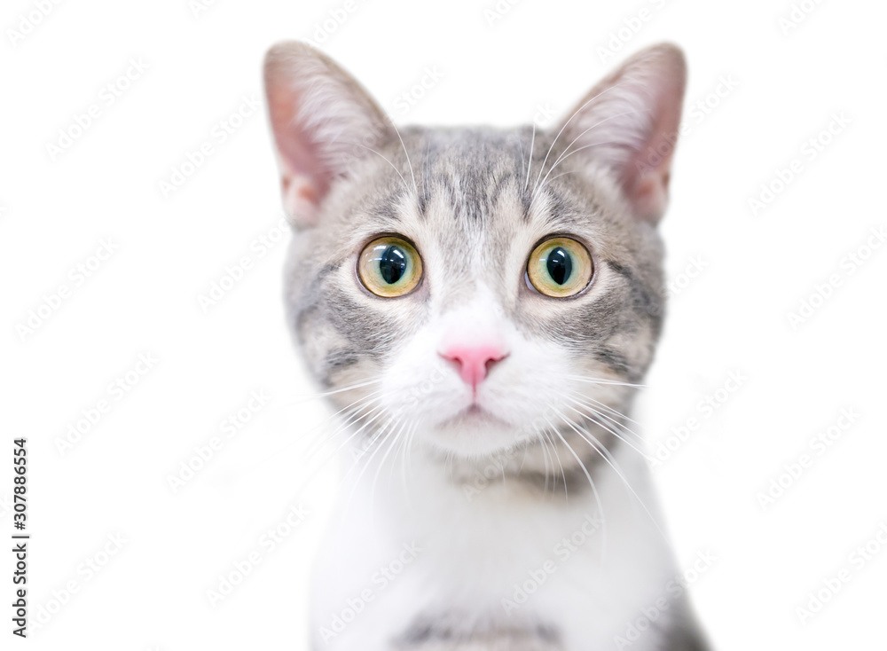 A cute domestic shorthair kitten with a wide-eyed surprised expression