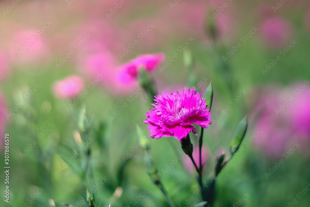 Beautiful Cravina Dianthus chinensis Flowers (China Pink) Beautiful Cravina Dianthus chinensis Flowers (China Pink)