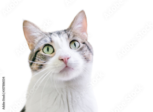 A domestic shorthair cat with tabby and white markings and green eyes, gazing upward