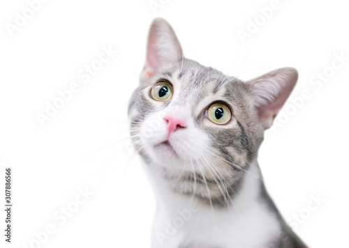 A cute domestic shorthair kitten looking upward with a wide-eyed expression