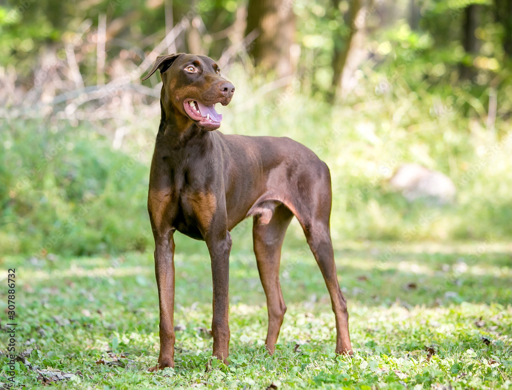 Doberman hotsell undocked ears
