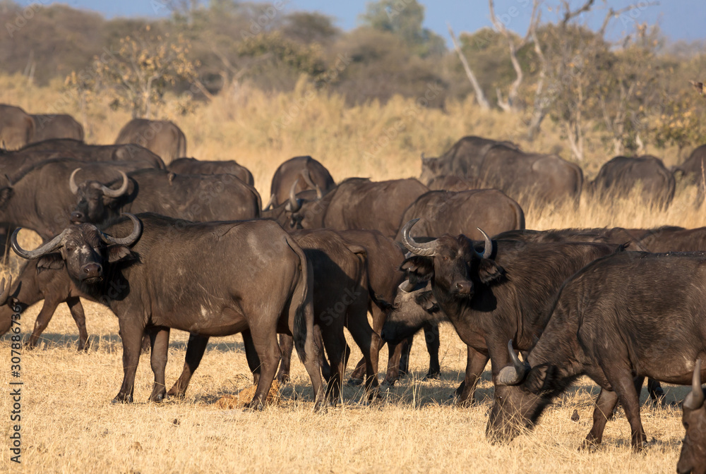 A group of african buffalos in savannah A group of african buffalos in savannah