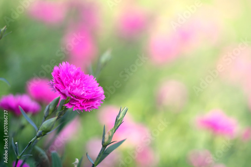 Beautiful Cravina Dianthus chinensis Flowers (China Pink)