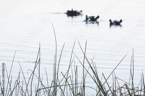 Hyppo in Botswana photo