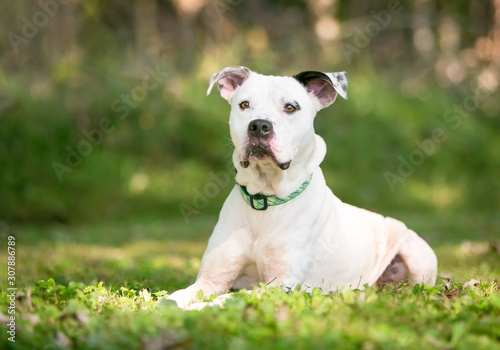 A white and black American Bulldog mixed breed dog lying in the grass outdoors