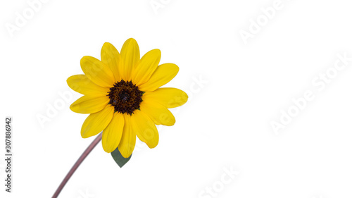 Beautiful California Brittlebush Flowers (Yellow flower) isolate on white background