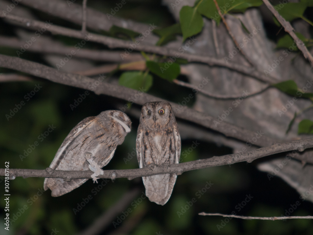 Fototapeta premium Auillo