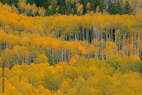 Autumn Aspens Castle Creek Road Colorado