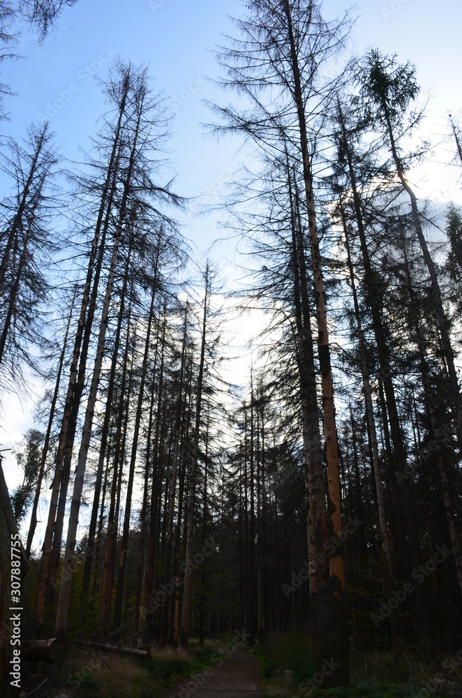 Waldsterben Sachsen 2019 Waldsterben Sachsen 2019