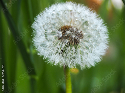 botany  close  garden  outdoor  field  color  stem  light  season  closeup  floral  life  fluffy  flora  beauty  macro  growth  background  beautiful  grass  white  seed  meadow  summer  green  blosso