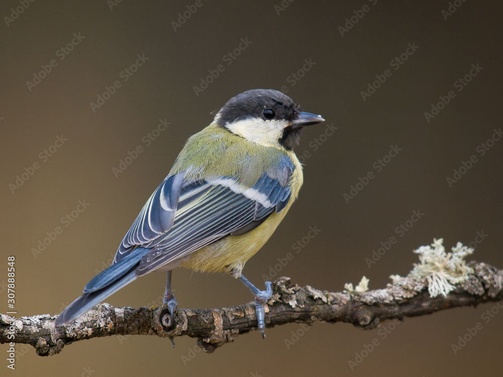 Fototapeta premium Carbonero común