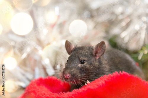 gray mouse walks among red New Year attributes. The animal is preparing for Christmas. The concept of the celebration, costumes, decorations. Symbol of the year 2020 - rat. Boce as background