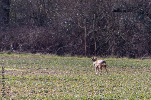 Muntjac Deer  Muntiacus  in a field near East Grinstead