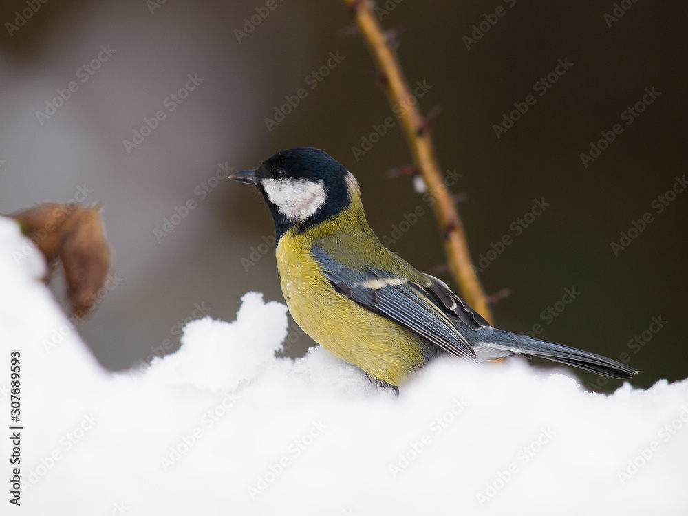 Fototapeta premium Carbonero común
