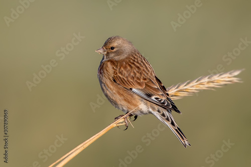 Canvas Print Linnet Perched on Plant