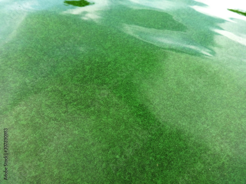 The green algae in the water